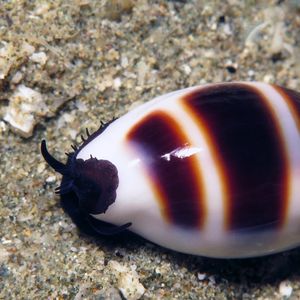 Palmadusta asellus