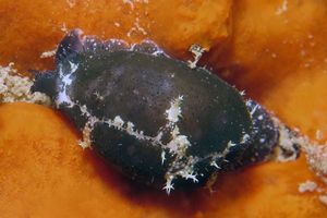 Palmadusta clandestina