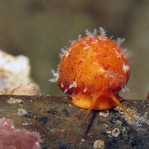 Palmadusta ziczac