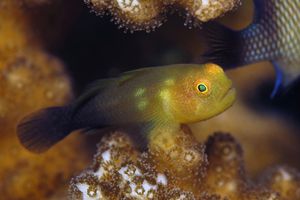 Paragobiodon modestus