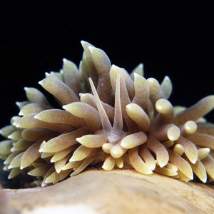 Phestilla