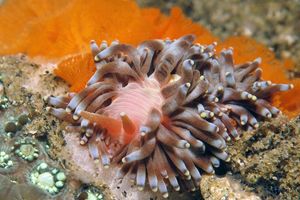 Phestilla goniophaga