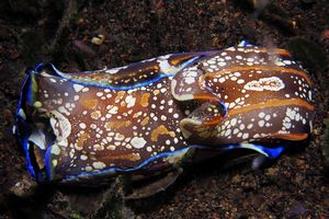 Philinopsis speciosa