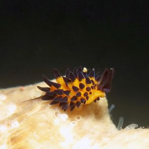 凯文柱状科海蛞蝓
