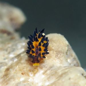 凯文柱状科海蛞蝓