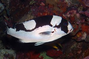 Plectorhinchus pictus