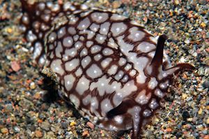 Pleurobranchaea brockii