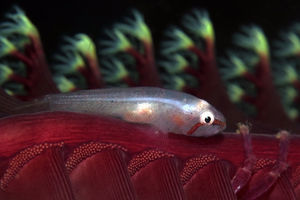 Lobulogobius morrigu