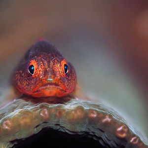 Pleurosicya mossambica