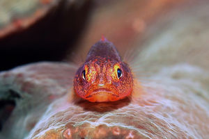 Pleurosicya mossambica
