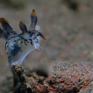 Polycera