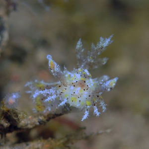 Polycera