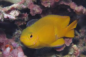 Pomacentrus moluccensis