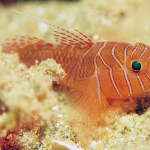Priolepis vexilla