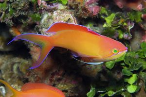 Pseudanthias dispar