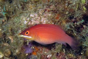 Pseudocheilinus evanidus