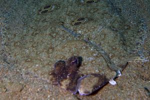 Pseudorhombus dupliciocellatus