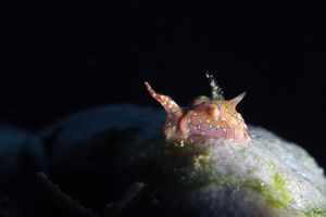 Sagaminopteron psychedelicum