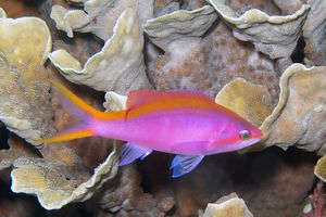 Pseudanthias tuka