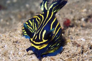 Tyrannodoris luteolineata