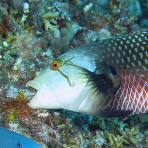 Novaculichthys taeniourus