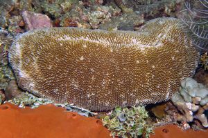 Sandalolitha dentata