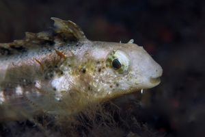 Petroscirtes variabilis