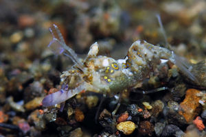 Phyllognathia simplex