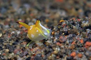 Siphopteron flavolineatum