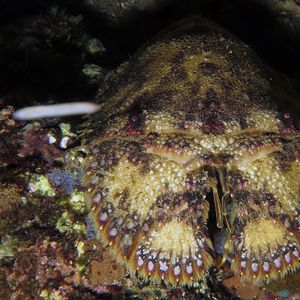 Parribacus antarcticus