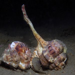 Haustellum haustellum