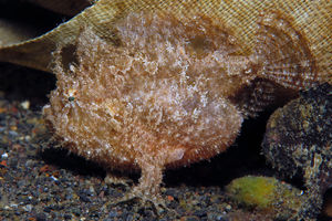 Antennatus dorehensis