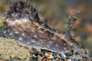 Stylocheilus striatus