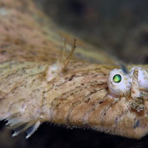 Soleichthys heterorhinos