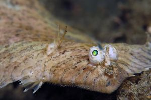 Soleichthys heterorhinos