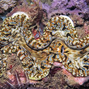 Tridacna gigas
