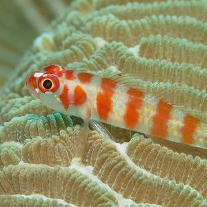 Trimma cana