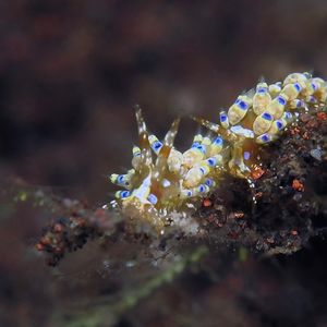 Trinchesia