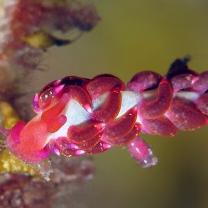 Trinchesia