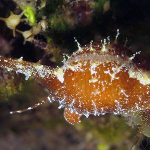 Trivirostra oryza