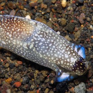 Tubulophilinopsis reticulata