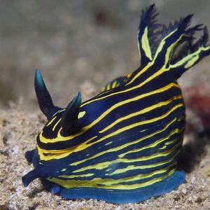 Tyrannodoris luteolineata