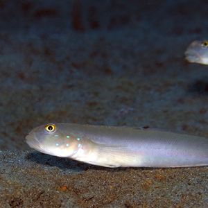 Valenciennea sexguttata