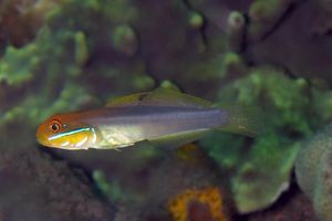 Valenciennea strigata