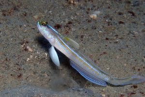 Vanderhorstia nobilis