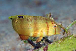 Iniistius aneitensis