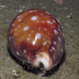 Lyncina vitellus