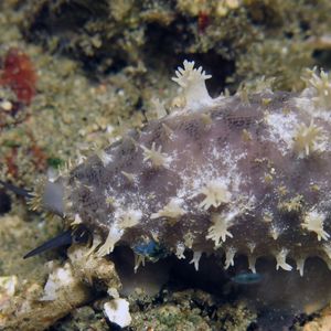 Lyncina carneola