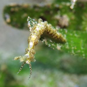 翼蓑海蛞蝓