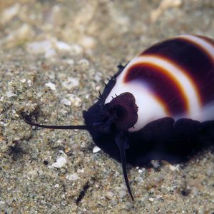 Palmadusta asellus